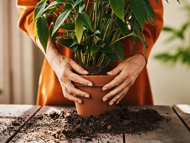 Hænder omplanter en grøn plante i en terracottakrukke på et plantebord
